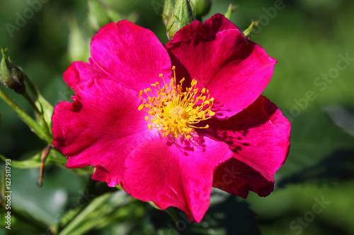 Botanical rose- Rosa rugosa