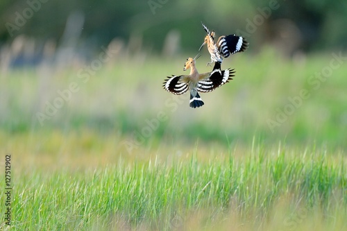 hoopoe