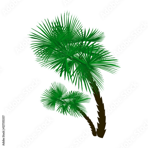 Two green palm trees at an angle isolated on white background.  illustration