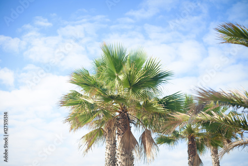 Beautiful branches of palms trees  background blue sky
