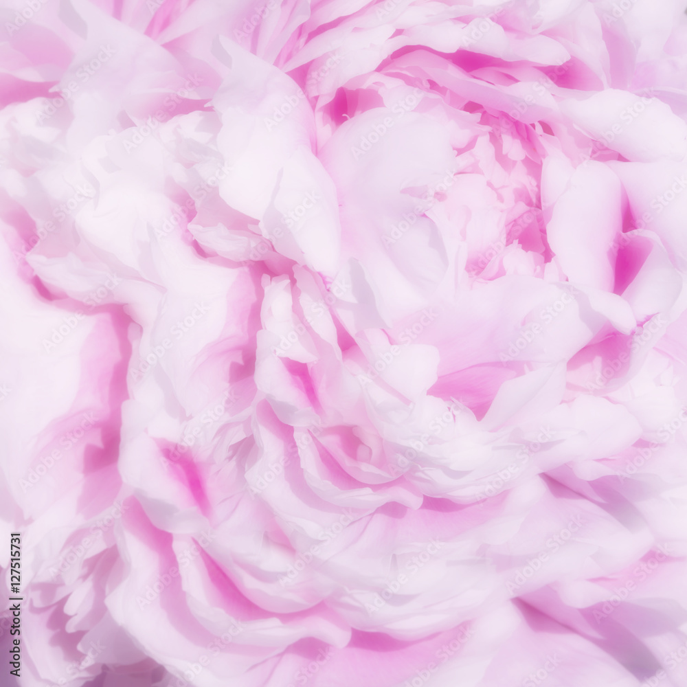 Fototapeta premium blurred pink background