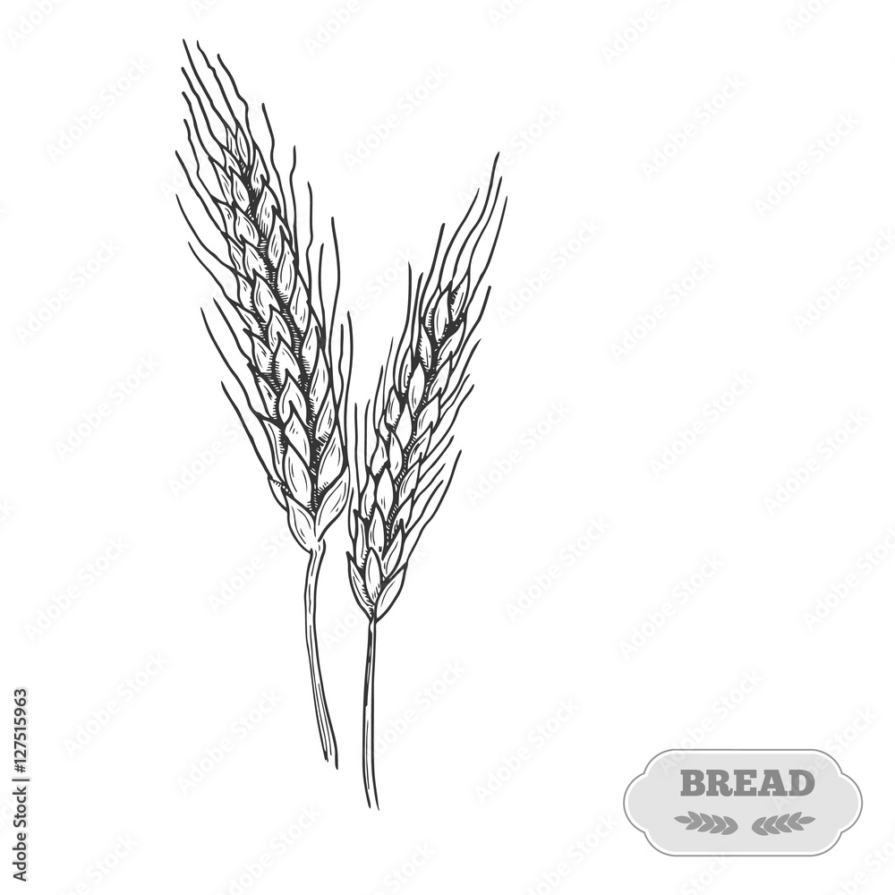Hand Drawn Of Ears Of Wheat Barley Grain Black And White Vector Realistic  Sketch Wheat Ear Whole Oat Illustration Of Agricultural Plant Barley And  Rye Crop Harvesting Grain Flour Production Stock Illustration -