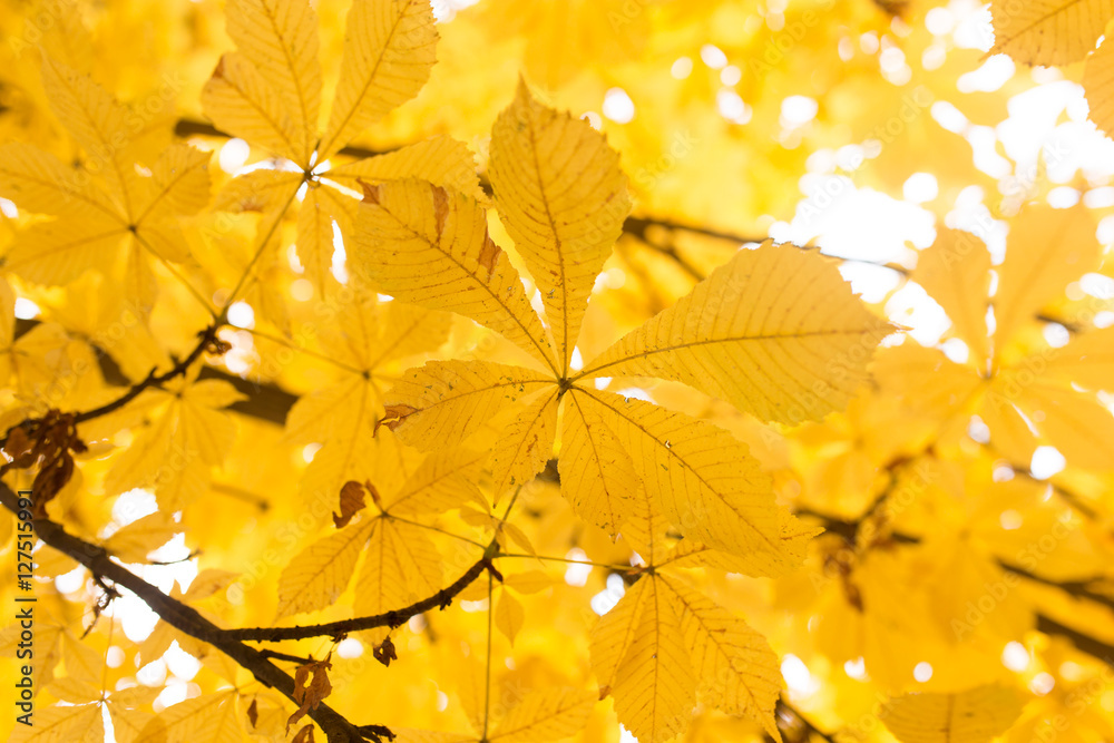 the leaves on the tree in nature in autumn