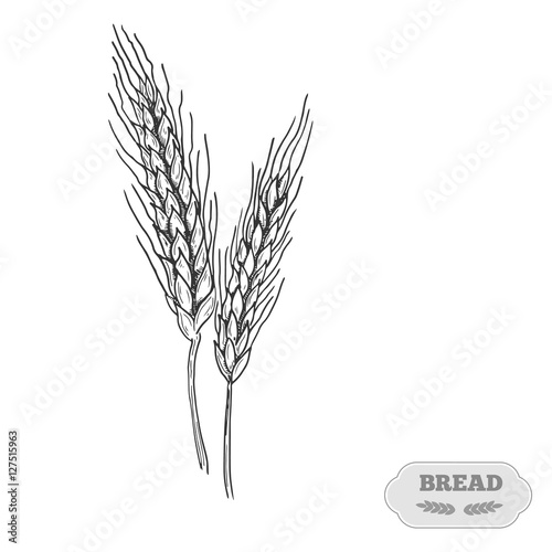 Wheat bread ears cereal crop sketch hand drawn vector illustration.