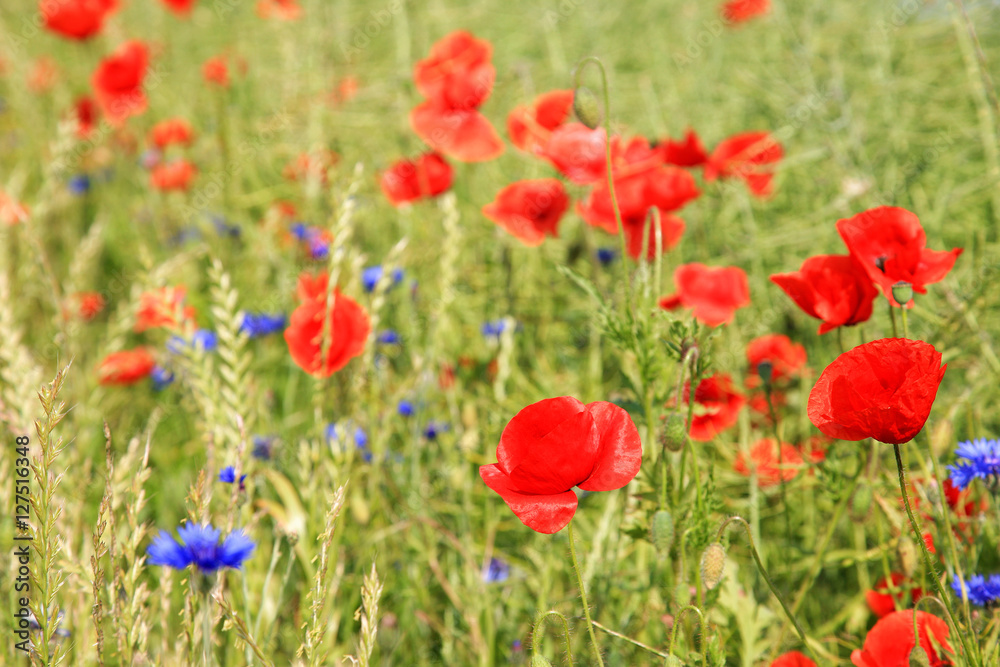 Getreidefeld mit Mohnblumen und Kornblumen