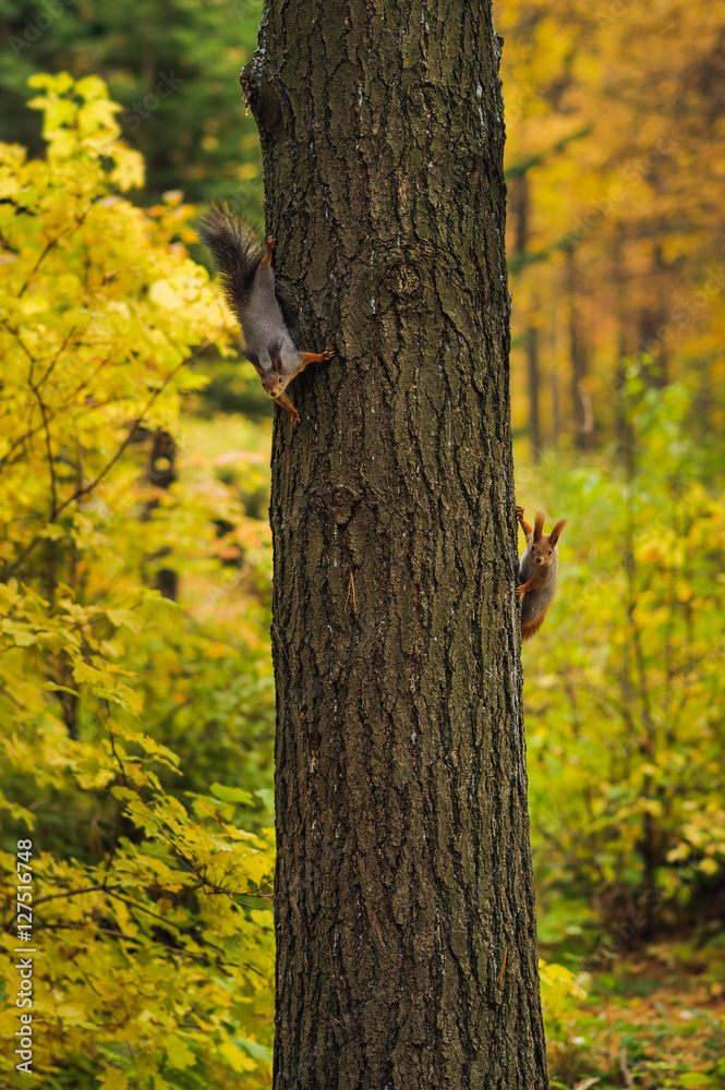 Obraz premium two small curious squirrel on a tree trunk