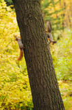 two small curious squirrel on a tree trunk