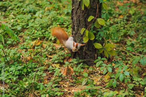 small curious squirrel on a tree trunk © Mikhail Ulyannikov