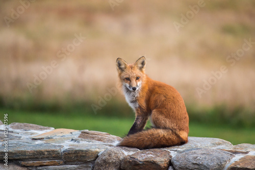 Fox On A Stone Wall