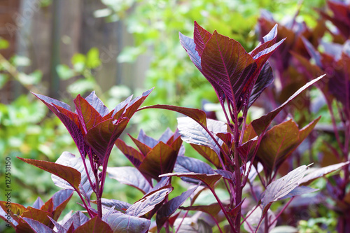Obraz na płótnie Red amaranth 