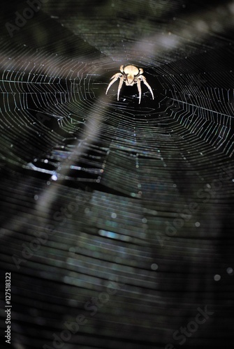 Canvas Print spider in its net