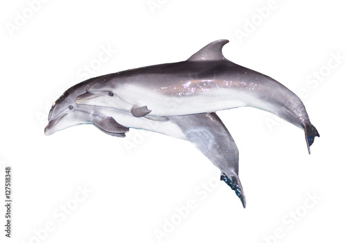 Two dolphins on a white background © schankz