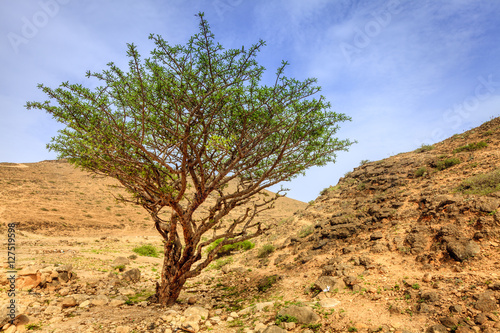 Frankincense tree