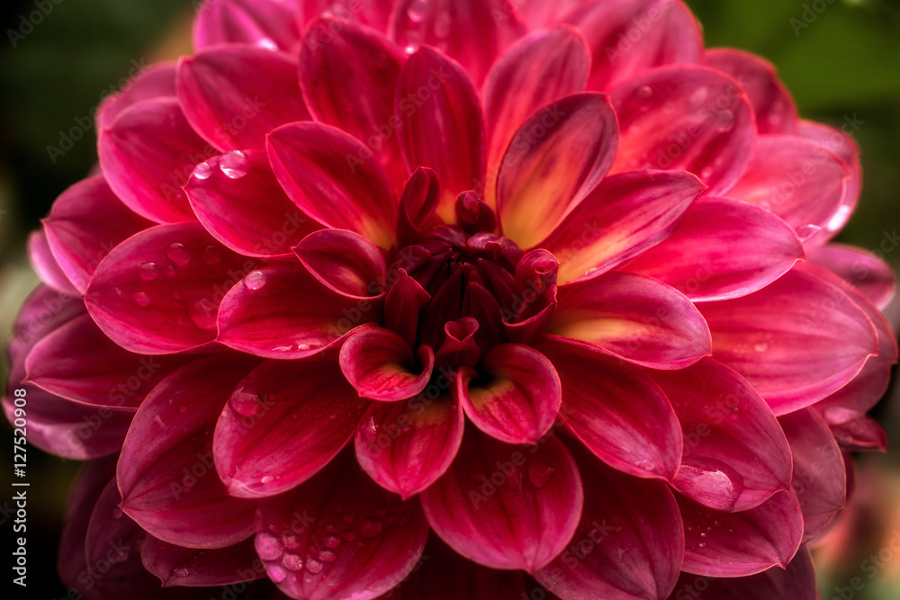Dahlia after the rain Dahlia after the rain