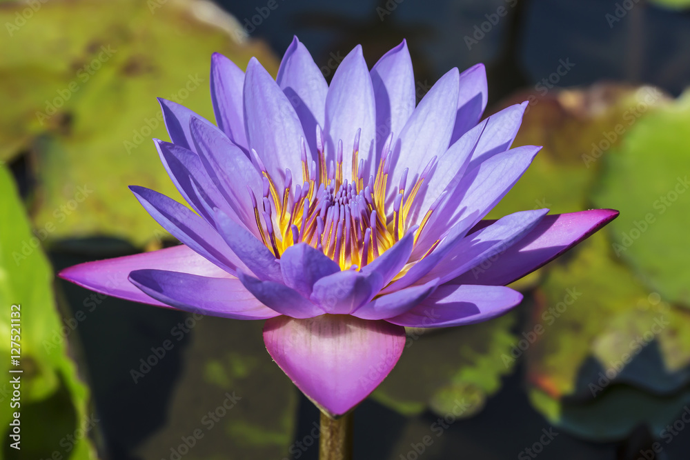 flower purple lotus in the pond close-up flower purple lotus in the pond close-up