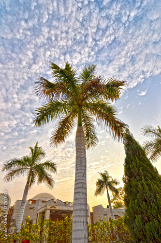 flowers and palm trees with a beatiful sky