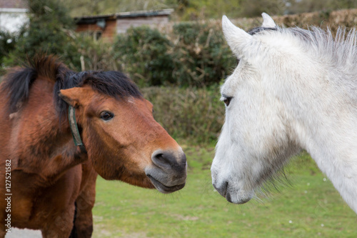 Fotografie Horses wooing