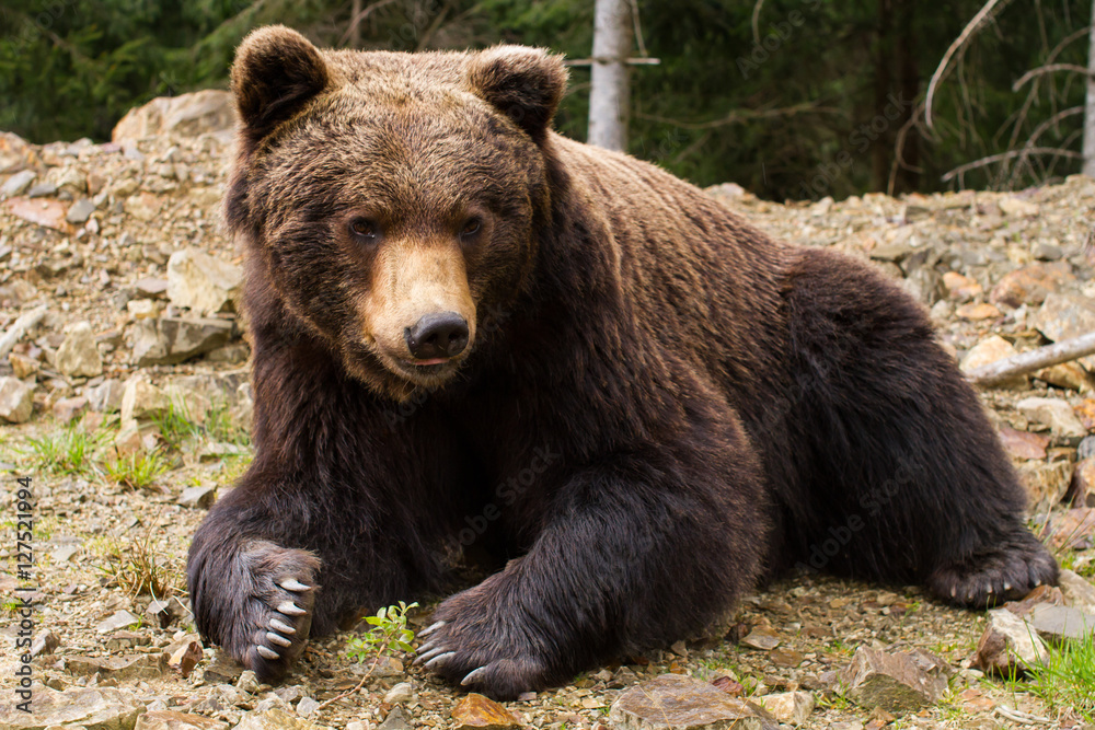 Brown bears