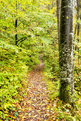 tourist trail in woods photo