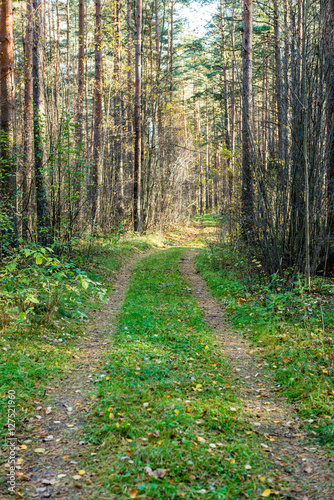 tourist trail in woods