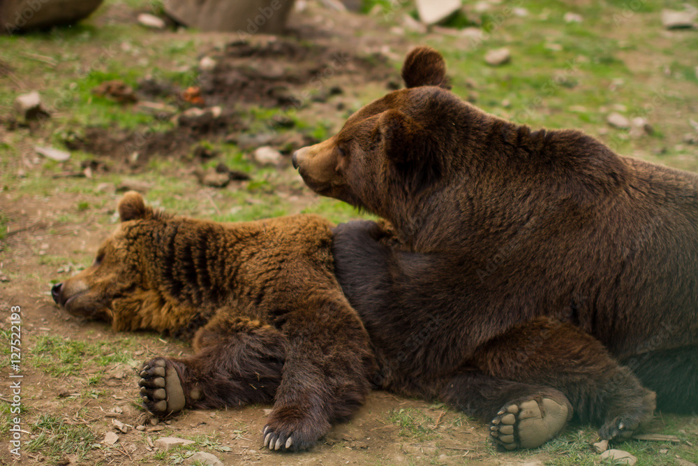 Brown bears