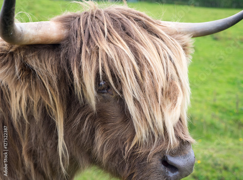 Scittish highland cow