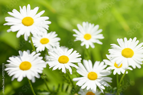 Daisy flower on green meadow  selective DOF 