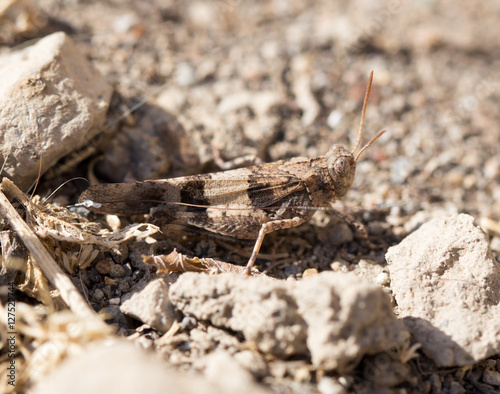grasshopper on the ground in nature © schankz