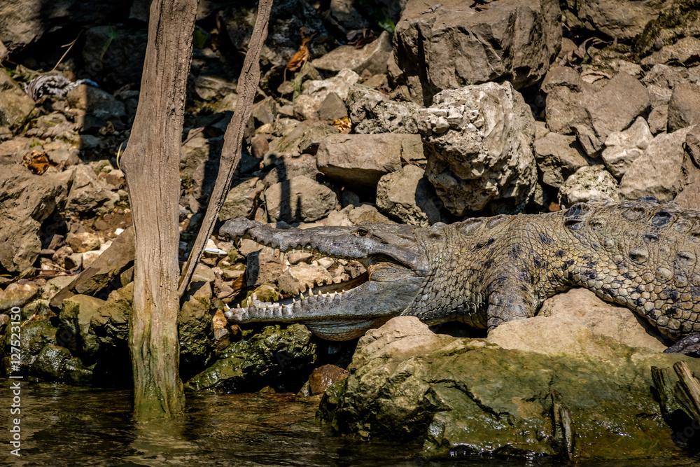 Crocodile at Sumidero Canyon - Chiapas, Mexico Crocodile at Sumidero Canyon - Chiapas, Mexico