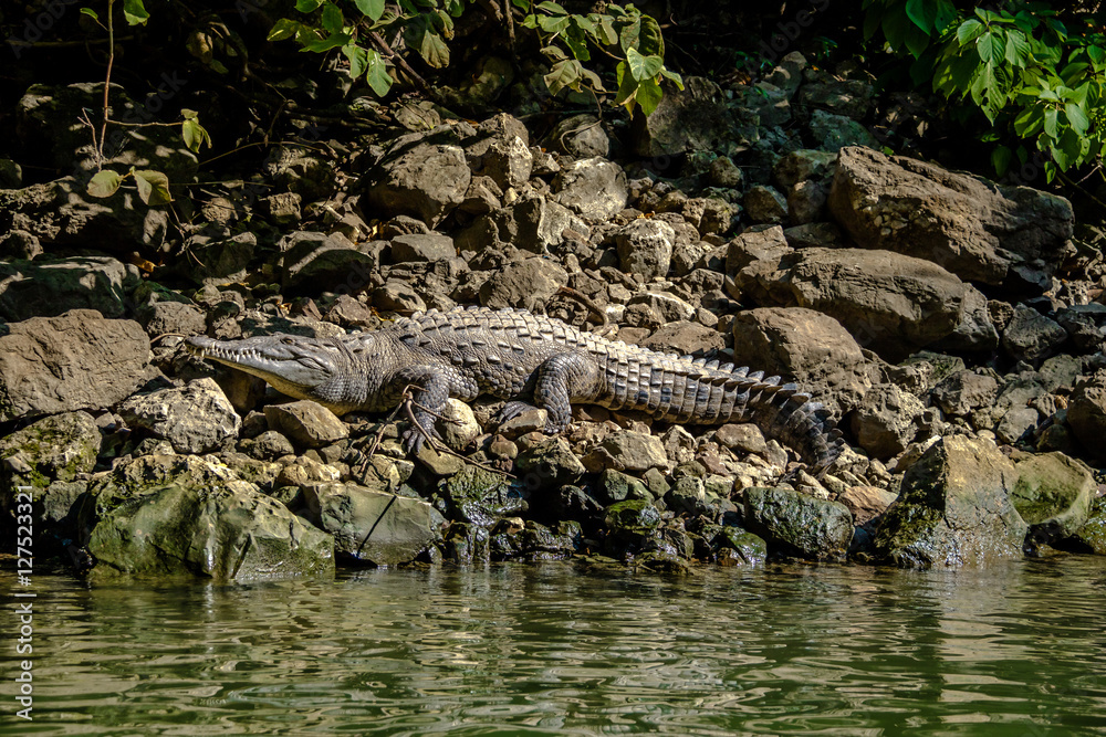 Crocodile at Sumidero Canyon - Chiapas, Mexico Crocodile at Sumidero Canyon - Chiapas, Mexico