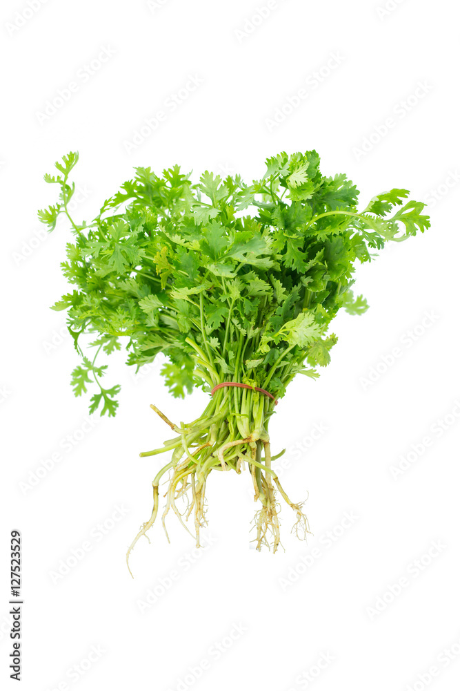 Green coriander isolation on a white background. Green coriander isolation on a white background.