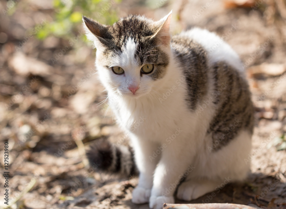 cat on the nature