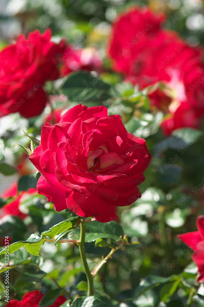薔薇 薔薇