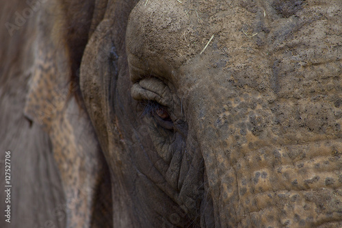 Detailed elephant head and eye