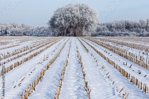 Fotografia, Obraz Winter landscape with symmetric cornfield and trees
