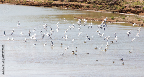 flock of gulls on the river © schankz