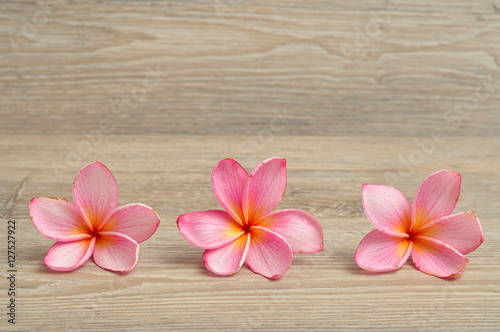 A row of pink frangipani flowers isolated on a wooden background