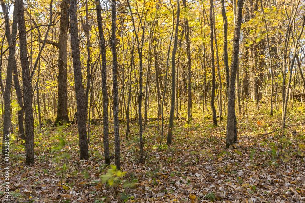 Autumn Forest