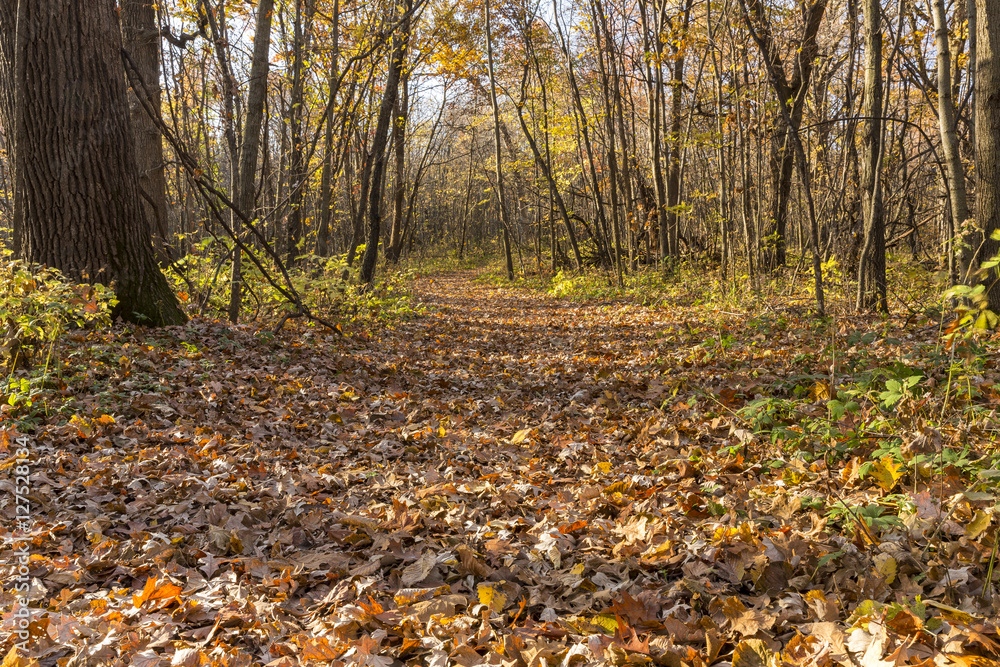 Trail In The Woods In Autumn