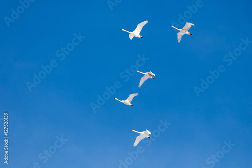 Group of migrating birds flying in formation against blue sky