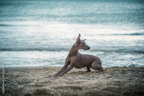 Brown hairless dog lays on sand on sea and sky background © ashva