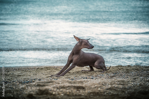 Brown hairless dog lays on sand on sea and sky background