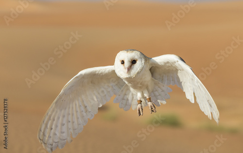 Barn owl in a desert near Dubai