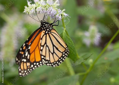 Monarch Pollinating © brennanphotos.com
