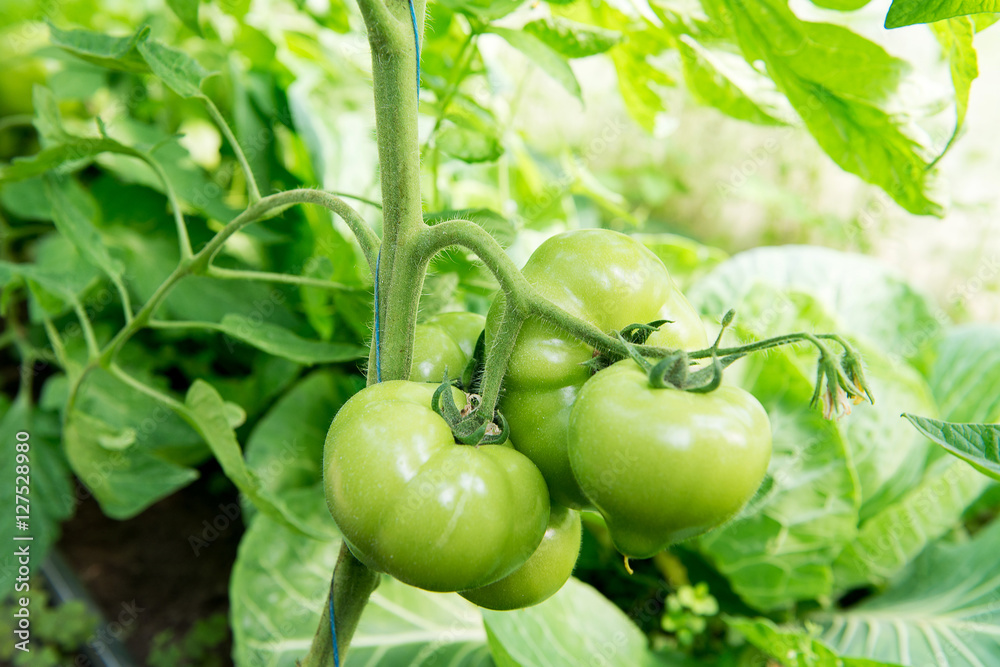 Growing tomatoes in the greenhouse. The technology of drip irrigation in greenhouse. Growing tomatoes in the greenhouse. The technology of drip irrigation in greenhouse.