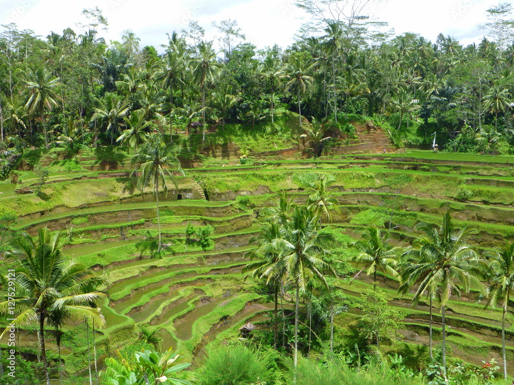 Rice paddies and Palms in Bali, Reisfelder und Palmen in Bali Rice paddies and Palms in Bali, Reisfelder und Palmen in Bali