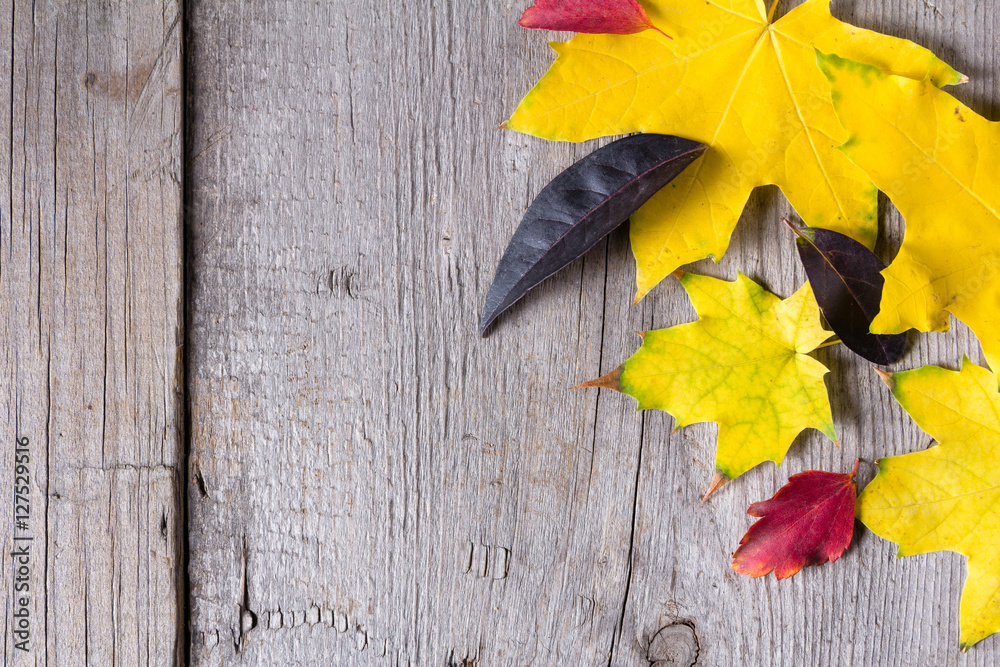 Abstract background of colourful autumn leaves Abstract background of colourful autumn leaves