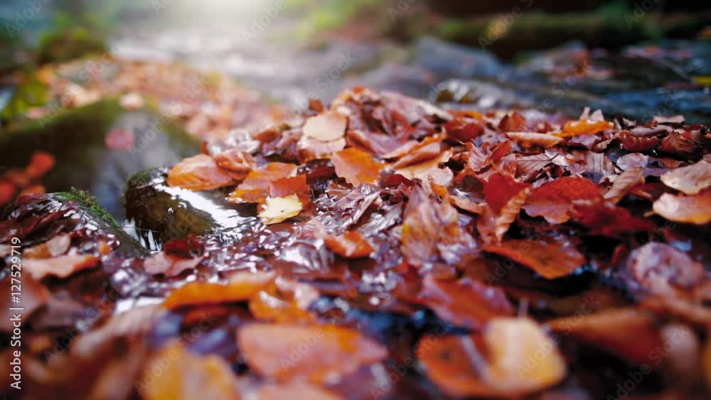 A small creek in the mountains forest strewn with colorful beech and other tree leaves. In the backlight warm autumn sun. In a shallow DOF. A small creek in the mountains forest strewn with colorful beech and other tree leaves. In the backlight warm autumn sun. In a shallow DOF.