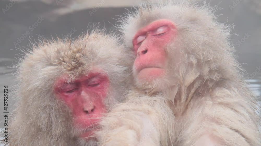 A snow monkey that enters a hot spring in winter. In Nagano Prefecture Jigokudani hot spring in Japan, wild monkeys enter hot springs. A snow monkey that enters a hot spring in winter. In Nagano Prefecture Jigokudani hot spring in Japan, wild monkeys enter hot springs.