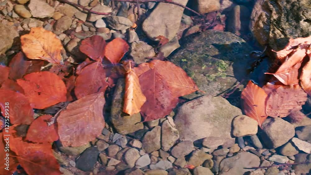 A small creek in the mountains forest strewn with colorful beech and other tree leaves. In the backlight warm autumn sun. In a shallow DOF. A small creek in the mountains forest strewn with colorful beech and other tree leaves. In the backlight warm autumn sun. In a shallow DOF.